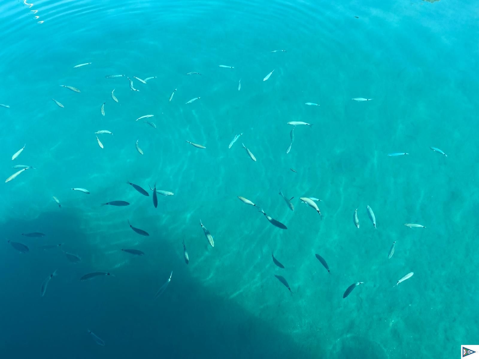 Segeln ohne Wind ist .....bei dem Wasser dann auch egal