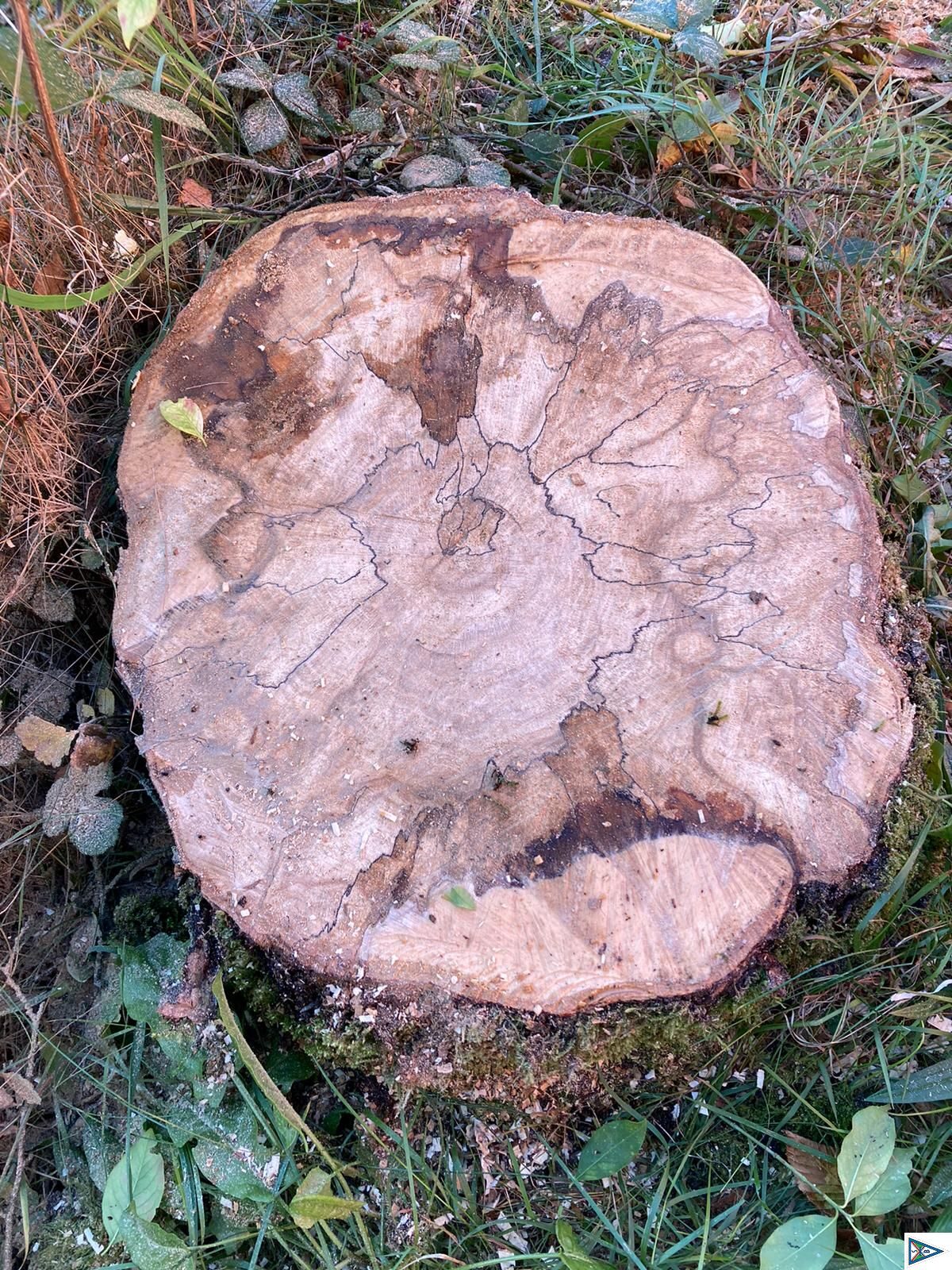 Winterarbeiten: Baum Abgeschlagen, der Mast steht aber noch